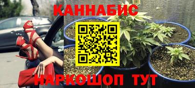 сатива Малгобек